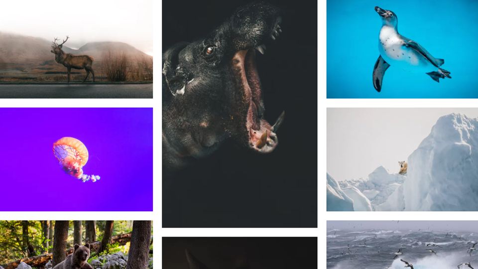 The Best Free Stock Photo to Use For Your Project